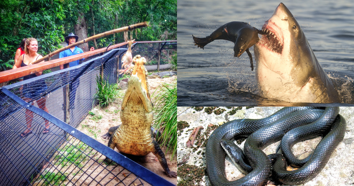 17 Photos That Exemplify Australia's Dangerous Wildlife