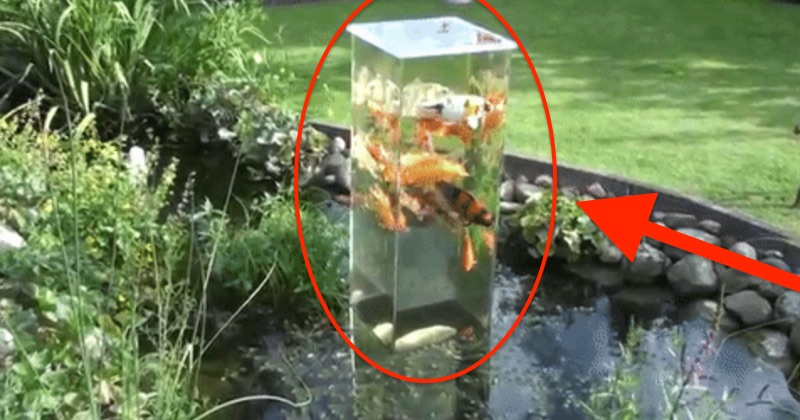 Man Put A Fish Tank In His Pond And Created Something Amazing