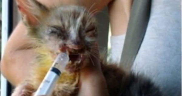 This Disfigured Cat Was Saved By An Act Of Kindness From A 7-Year-Old Girl