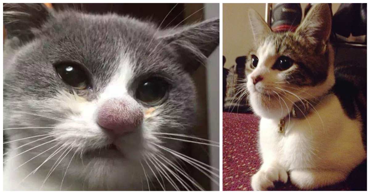 20 Cats That Never Learned To Leave Wasps Alone