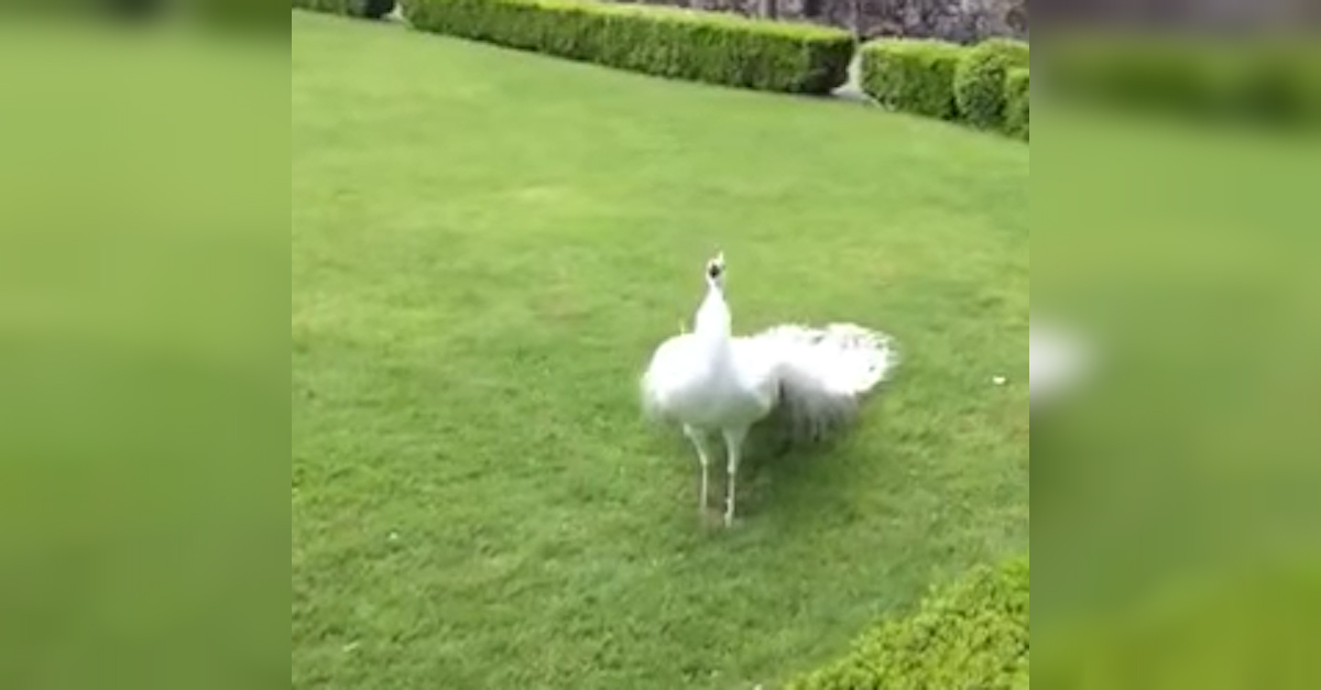 Snowy White Peacock Gives A Wonderful Show