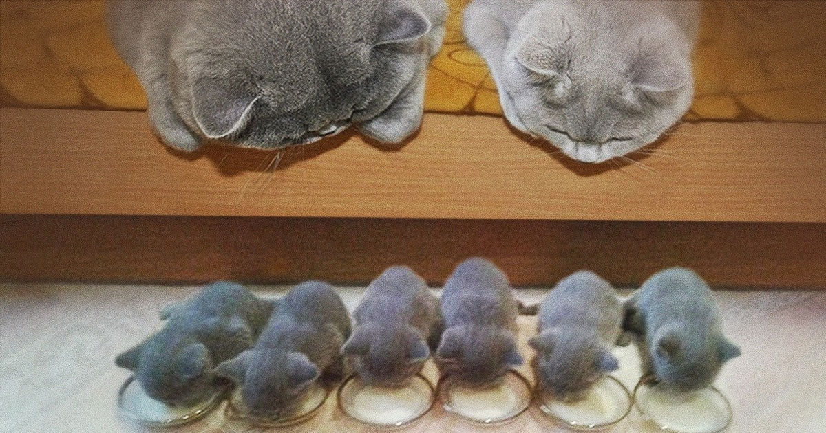 11 Lovely Cats and Their Kittens