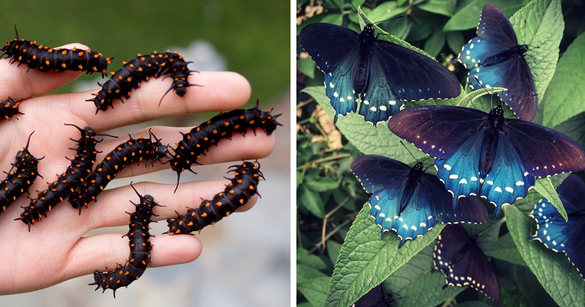 A One-Man Mission To Save A Rare Butterfly From Extinction