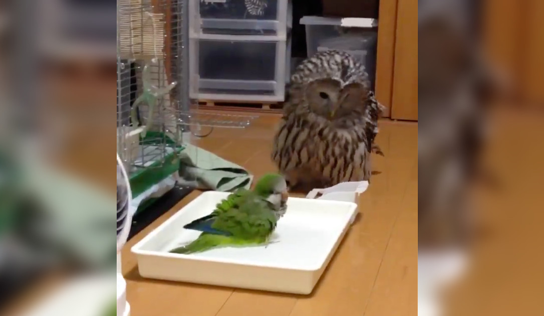 Watch This Tiny Parrot Stand Up To A Huge Owl