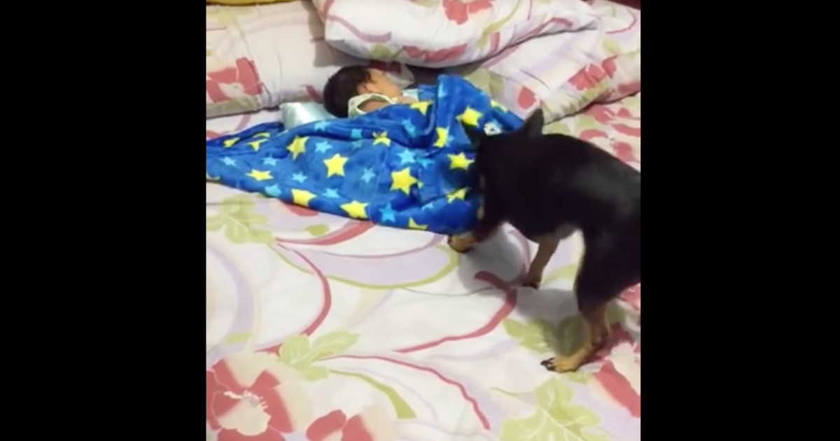 Protective Dog Keeps Sleeping Baby Warm