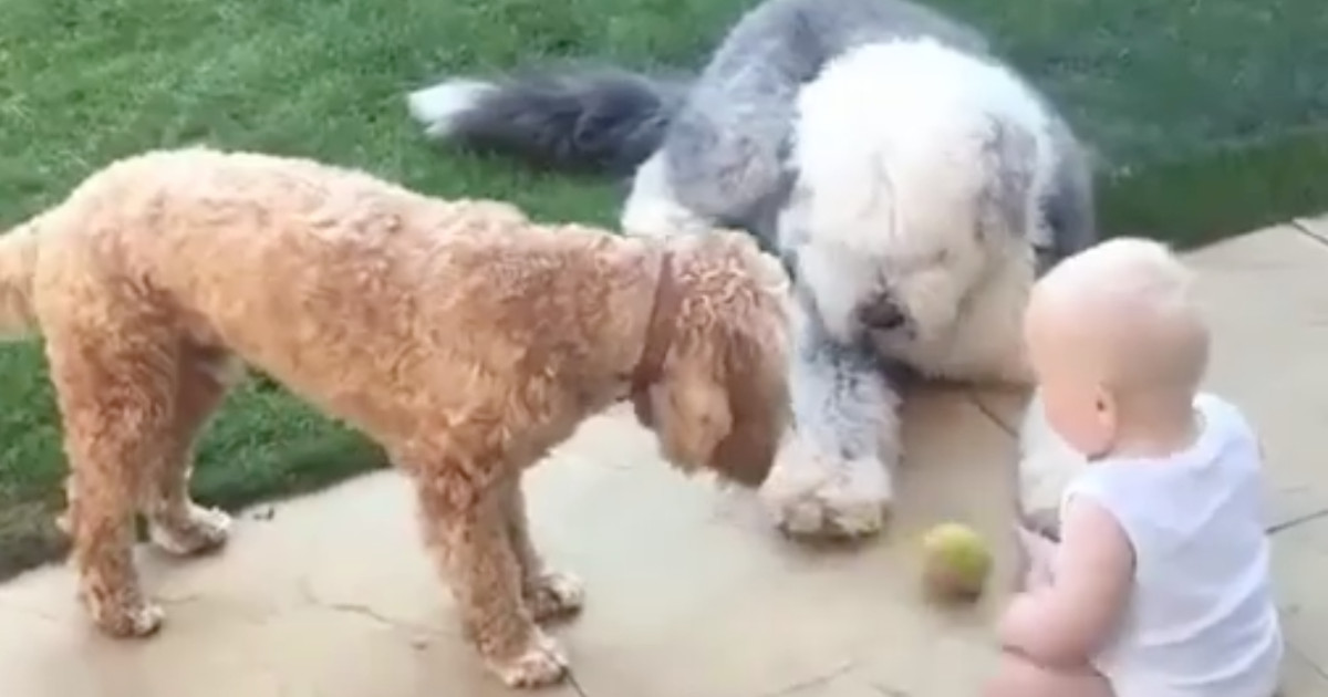Cute Baby Plays With Dogs