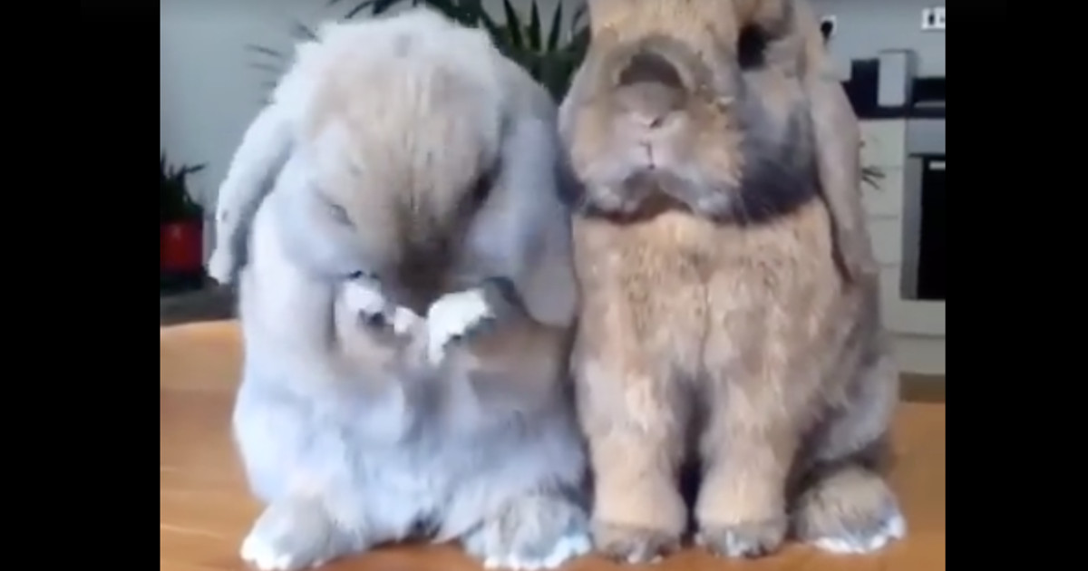 These Two Bunny Rabbits Are Best Friends