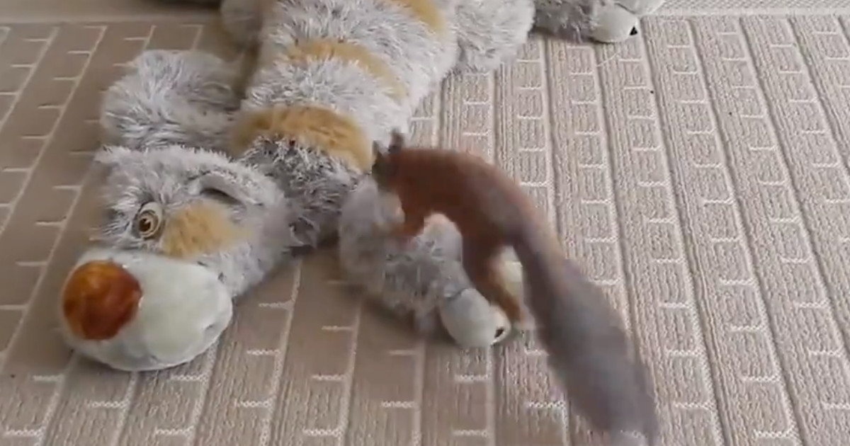Squirrel Doesn't Know How To React To Stuffed Animal