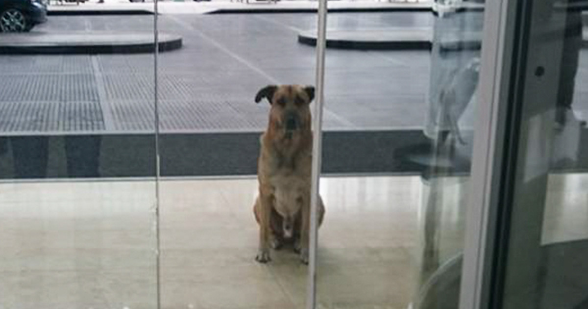 Flight Attendant Adopts Homeless Dog