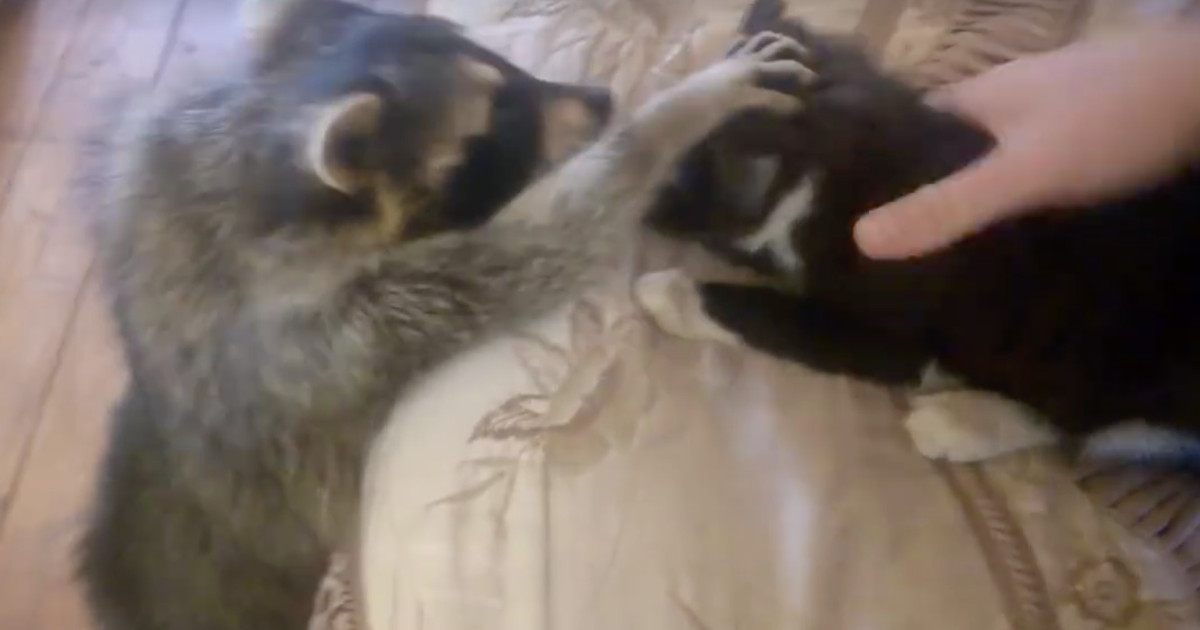Cat and Raccoon Become Unlikely Friends