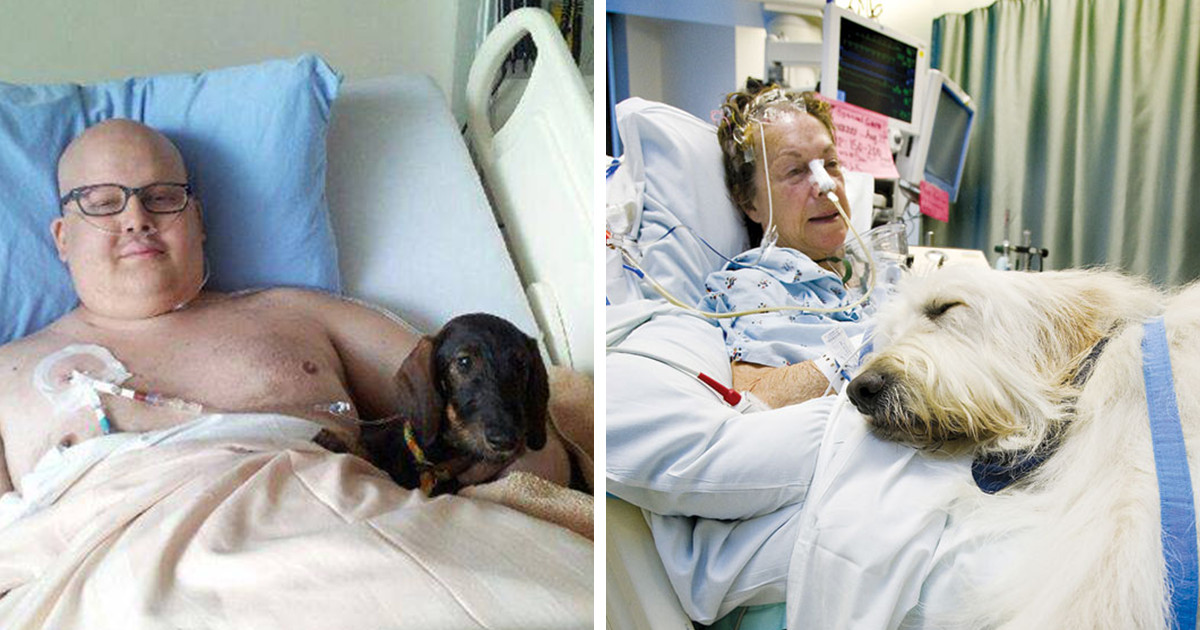 Canadian Hospital Allows Pets To Visit Their Sick Humans