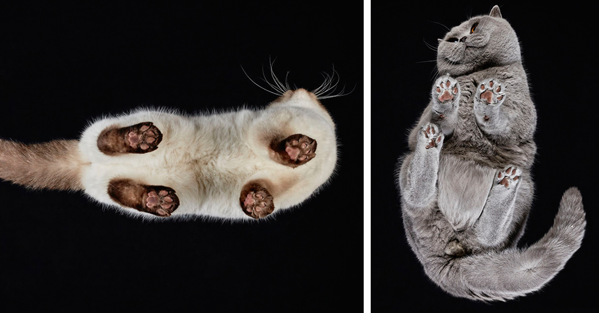 Photographer Captures Cats From Underneath To Capture Their Beauty