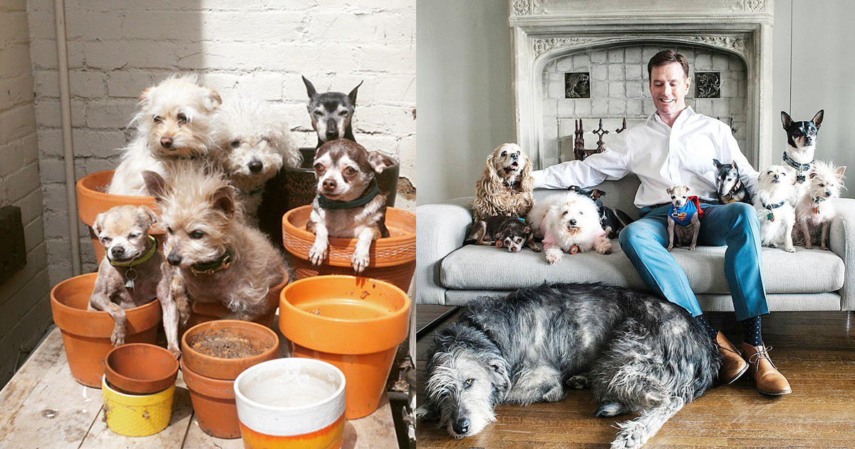 Man Turns His House Into A Foster Home For Senior Dogs