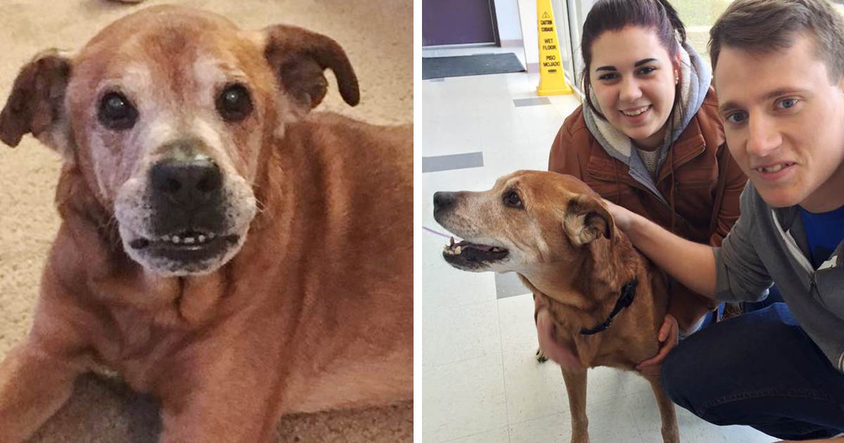 Couple Adopts 17-Year Old Neglected And Forgotten Dog