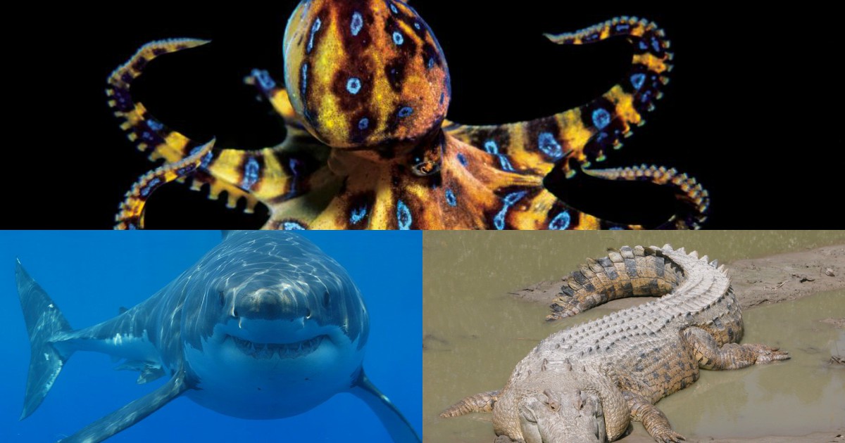 5 of the Most Feared Creatures in the Sea