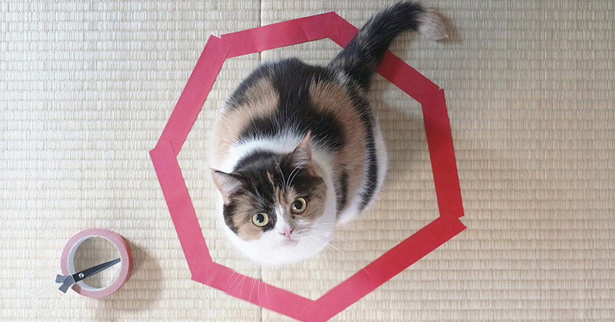 All Cats Want To Sit Inside Circles And No One Knows Why
