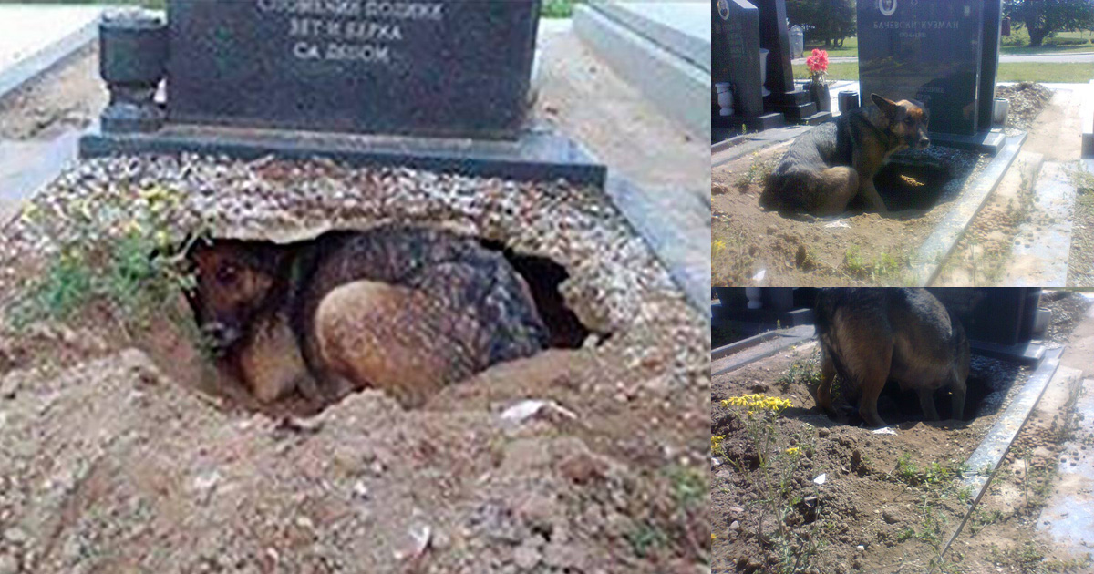 Was This Dog Grieving Its Deceased Owner? Or Was Something Else Going On?