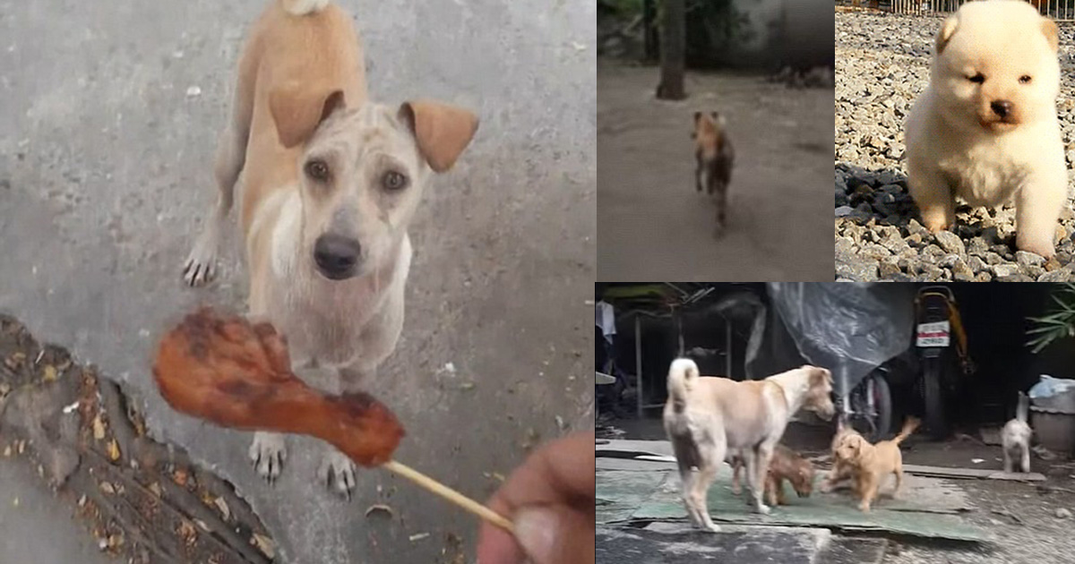 Bangkok Man Offers Stray Dog Food And She Uses It To Feed Her Puppies