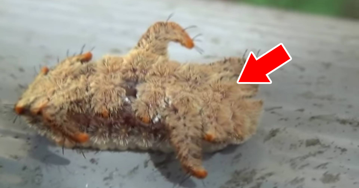 Woman Finds Horrifying Slug In Her Kitchen That Resembles A Tarantula!