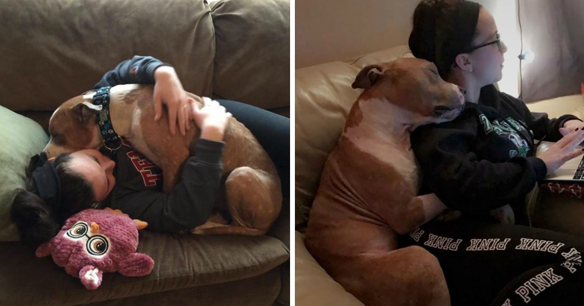 Student Adopts A Pitbull About To Be Put To Sleep And He Thanks Her In The Most Beautiful Way