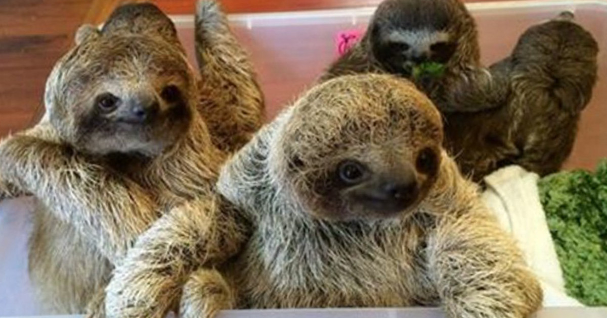 Your Life Will Be Infinitely Better After Hearing These Baby Sloths Have A Chat 