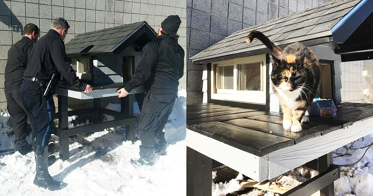 Cat Was Built Her Very Own Condo By Police Department She Consistently Visted
