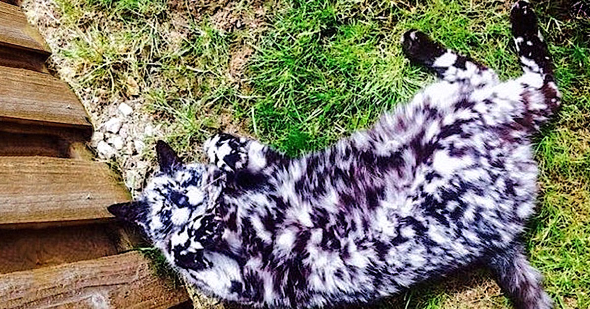 15 Cat Fur Patterns That Seem Too Crazy To Be Real