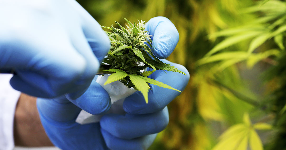 National Institute Finally Acknowledges That Cannabis Reverses Cancer