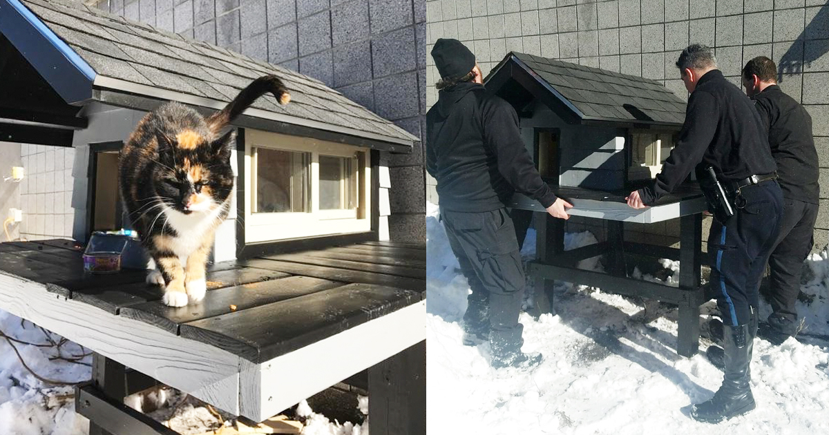 Cat Wouldn't Leave These Cops Alone, So They Built It A Private Condo