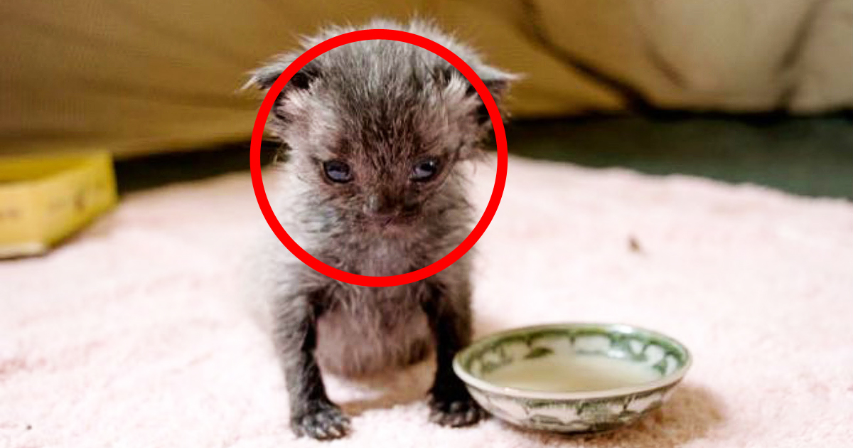 Rescued Newborn Kitten Strangely Begins To Change Color Right Before Our Eyes!