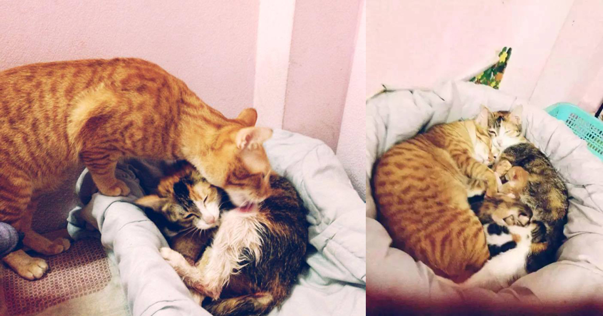 Father Cat Gives Love And Care To Mama Cat As She Gives Birth To Their Kittens