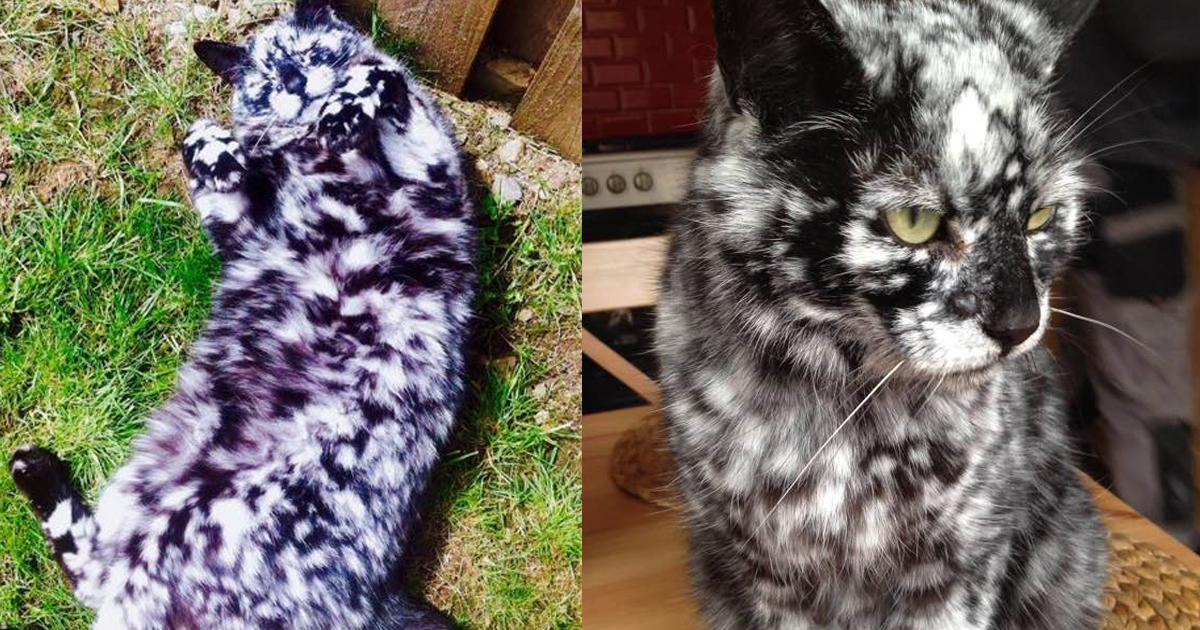 15 Totally Unique Cat Patterns That Are Almost Too Strange To Exist