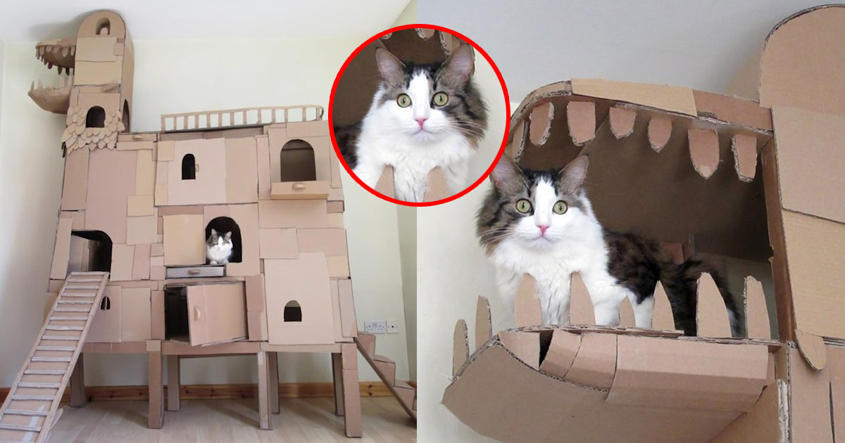 Man Builds A Gigantic Cardboard Dragon House For His Beloved Cat