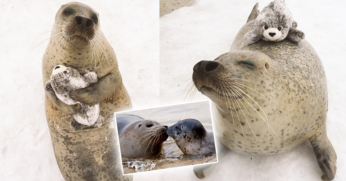 Seal Given A Plushie Toy Version Of Itself And Treats It Like Its Baby