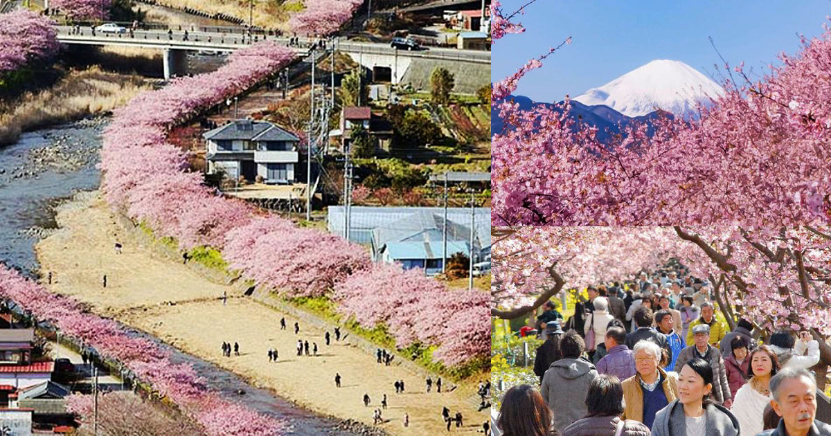Cherry Blossoms Bloom Early In Japan And The Effect Is Breathtaking