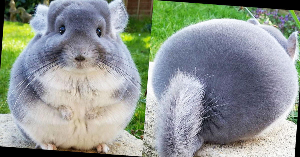 These Adorable Violet Chinchillas Have Unnaturally Round Butts 