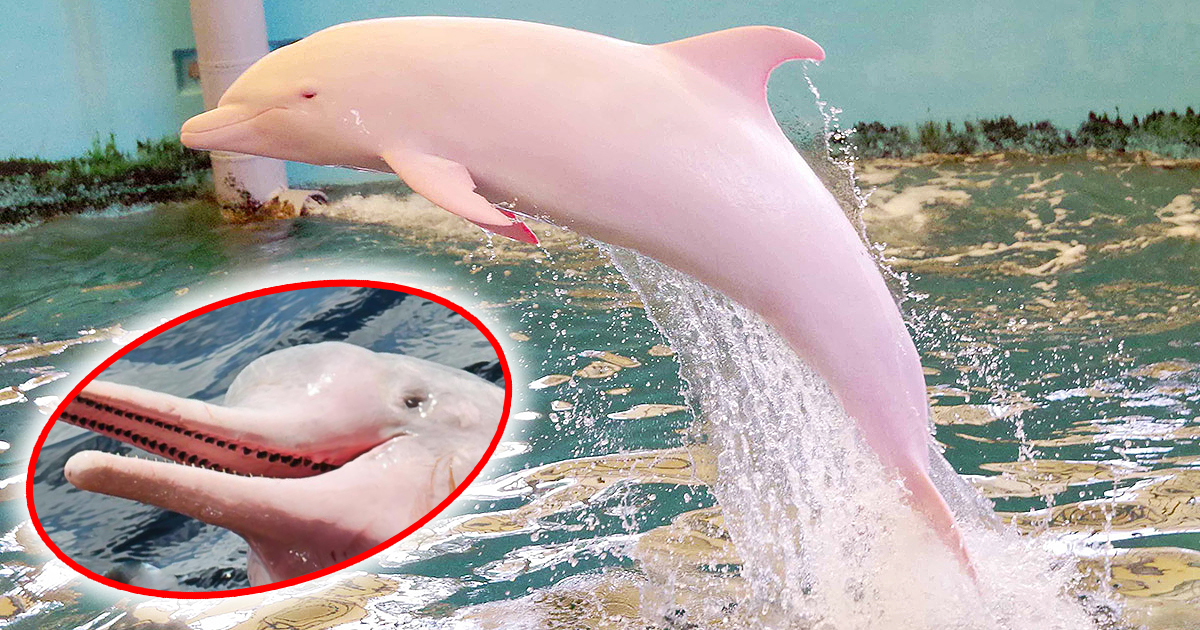 Boaters In Louisiana Finally Capture 'Pinkie' On Camera - A Rare Pink Dolphin