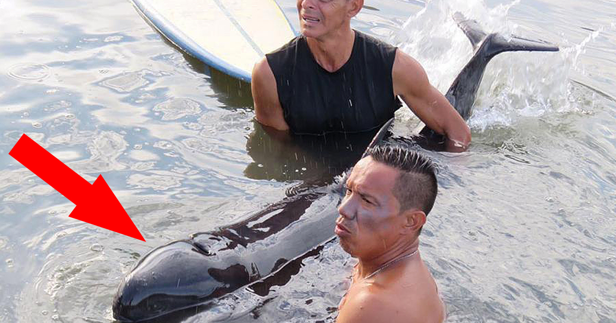 Surfers Discover Baby Whale Trapped And In Grave Danger At Low Tide