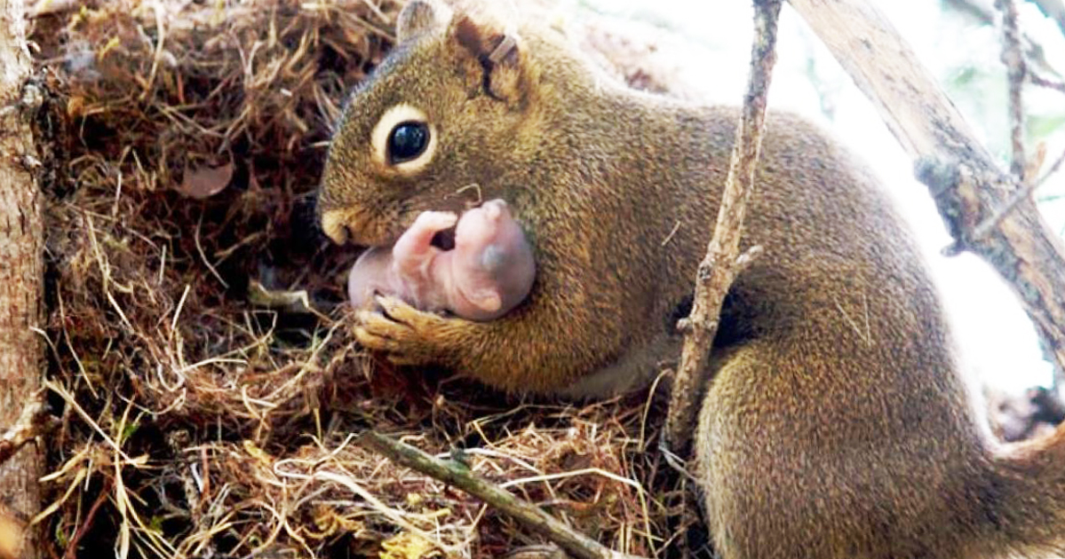 Mama Squirrel Must Save Her Tiny Babies From Impending Threat Of Landscapers 
