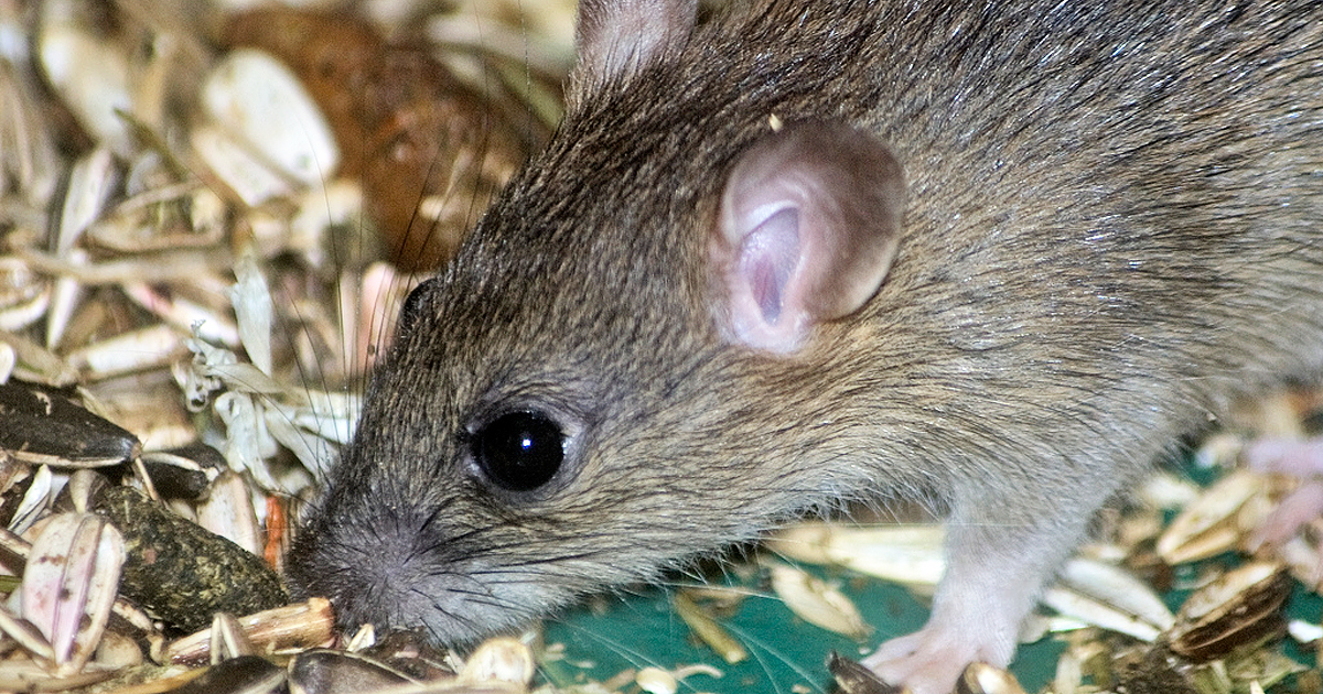 7 All-Natural Perfectly Harmless Ways To Keep Your Home Mouse Free