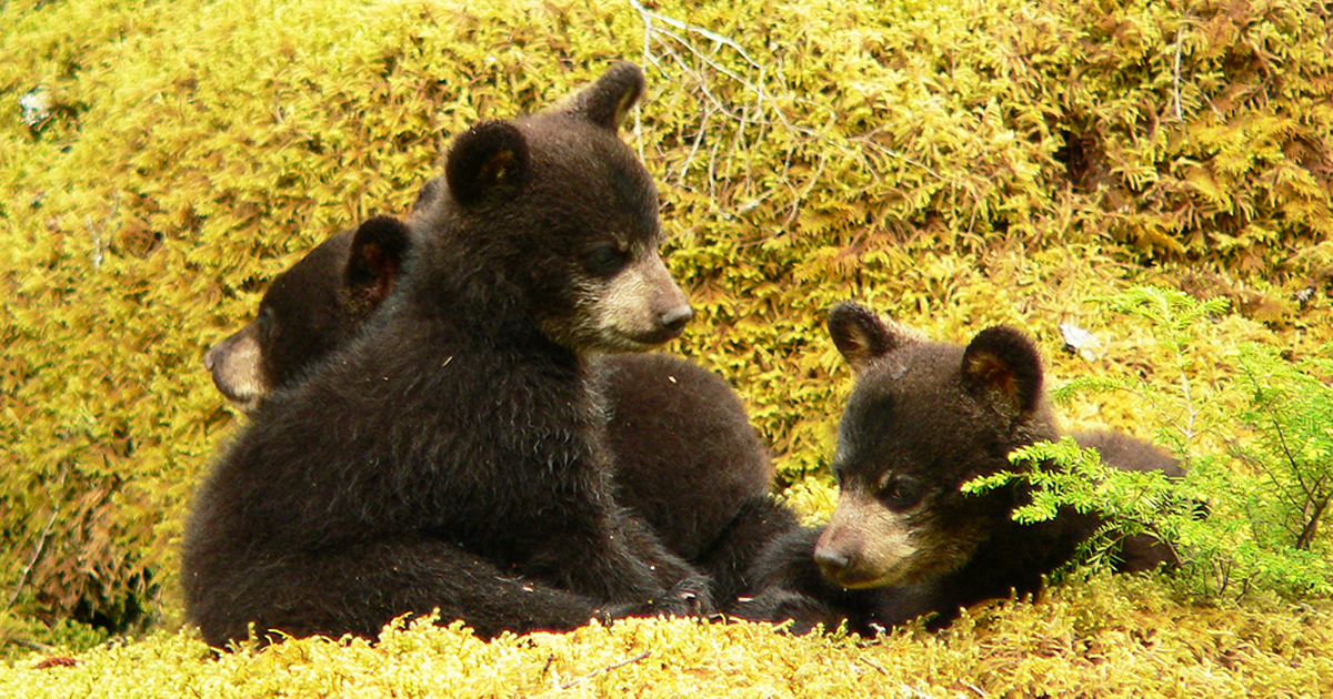 Congress Just Approved The Legalization Of Murdering Bear Cubs In Wildlife Refuges