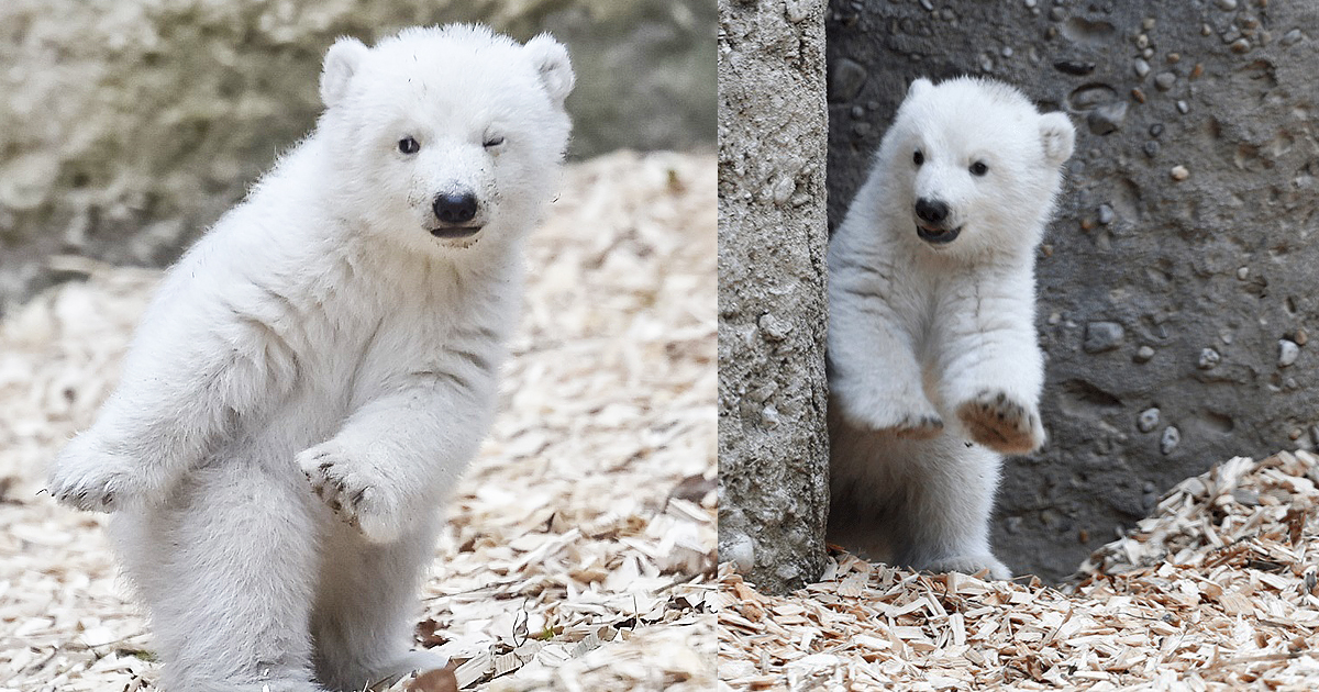 Winking German Polar Bear Cub Has Completely Taken Over The Internet