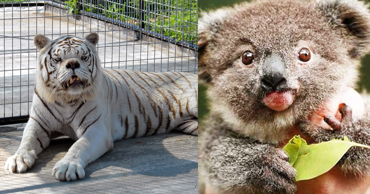 These Animals Have Down Syndrome And Are Unbearably Adorable