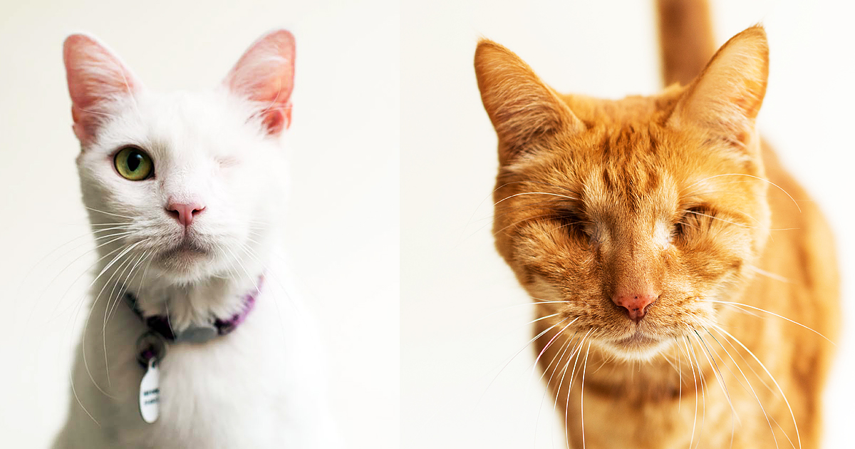 Photographer Captures Unique Beauty Of Blind Cats To Help Them Find Their Forever Home