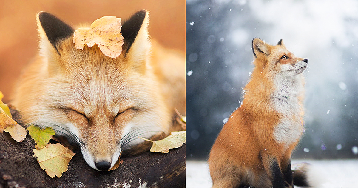 This Is Freya, The Gorgeous Fox I Traveled To Photograph In Poland