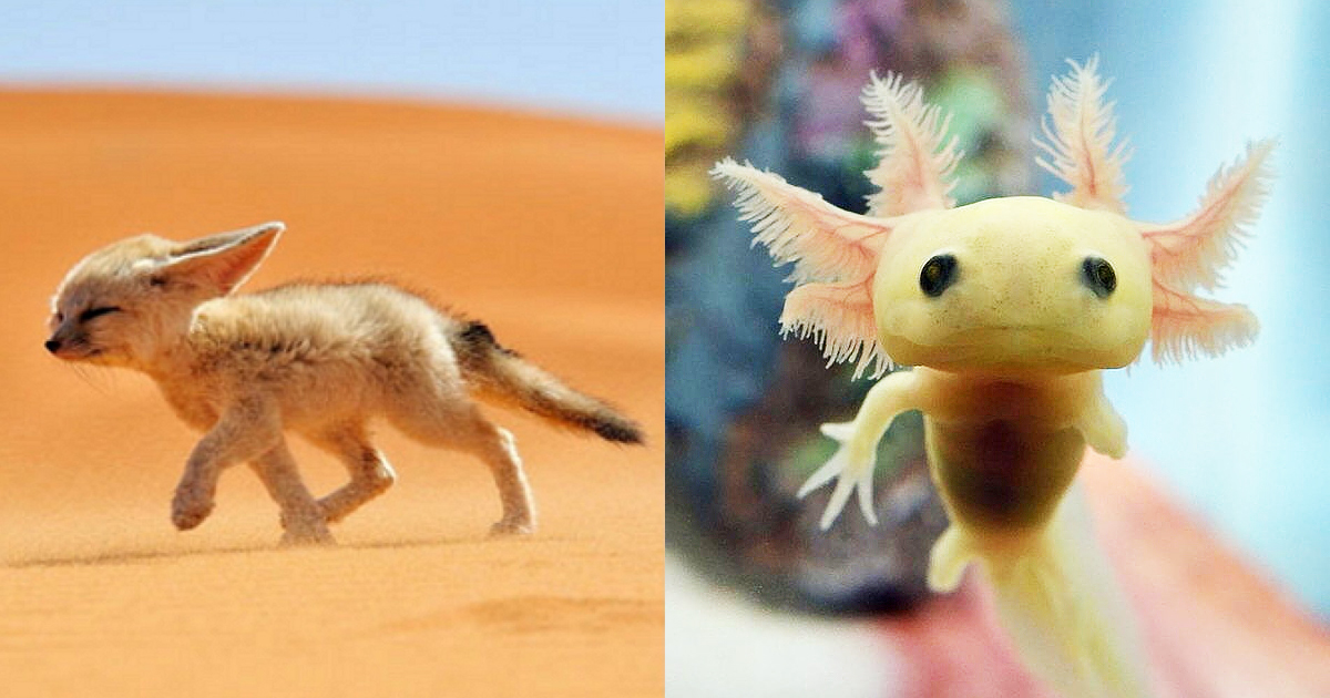 30 Super Rare Animal Babies We Bet You've Never Seen Before