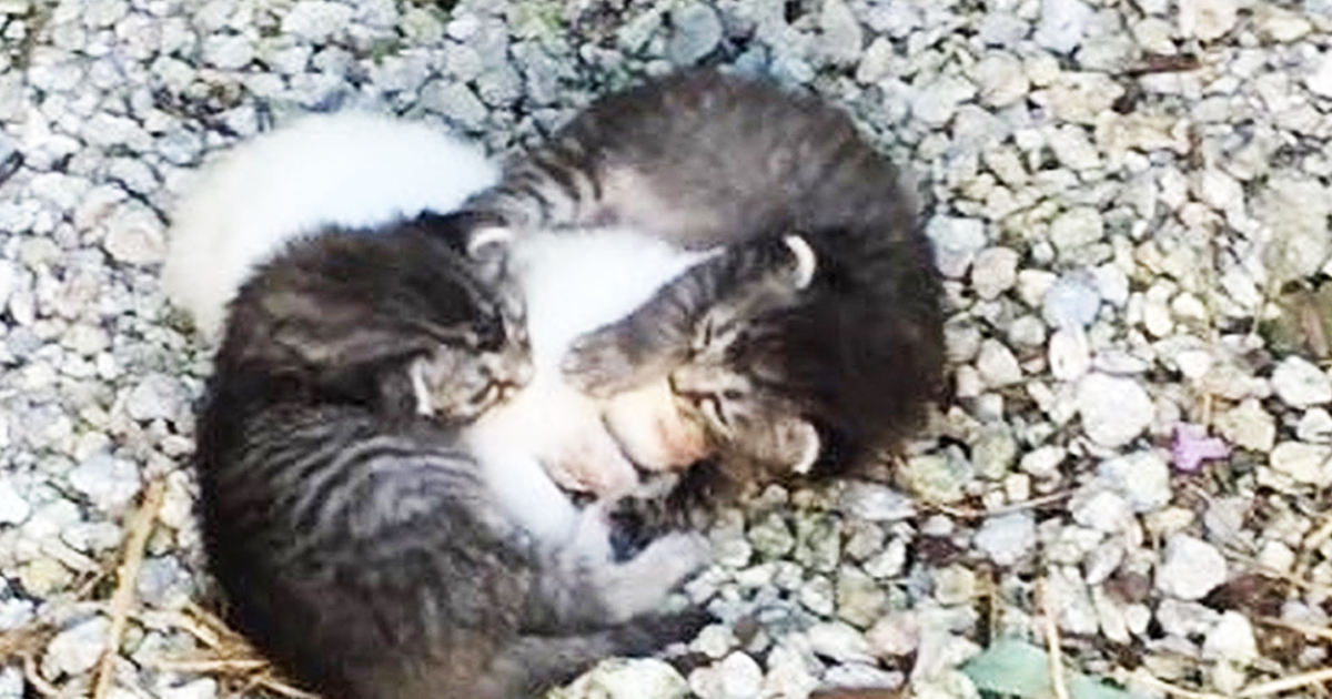 Rescuers Discover Two Kittens Snuggled In Close To Their Sick Sister To Keep Her Safe