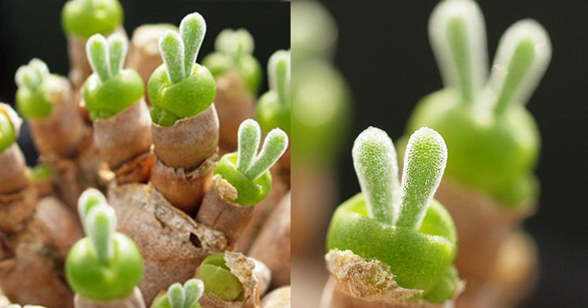 These Adorable Bunny Succulents Are All The Rage In Japan