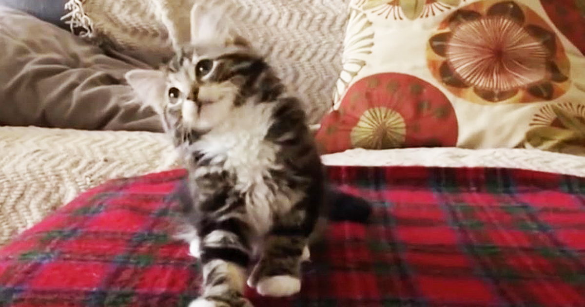 Kitty Hears His Favorite Song...But The Way He Busts A Move Is Just Too Much!