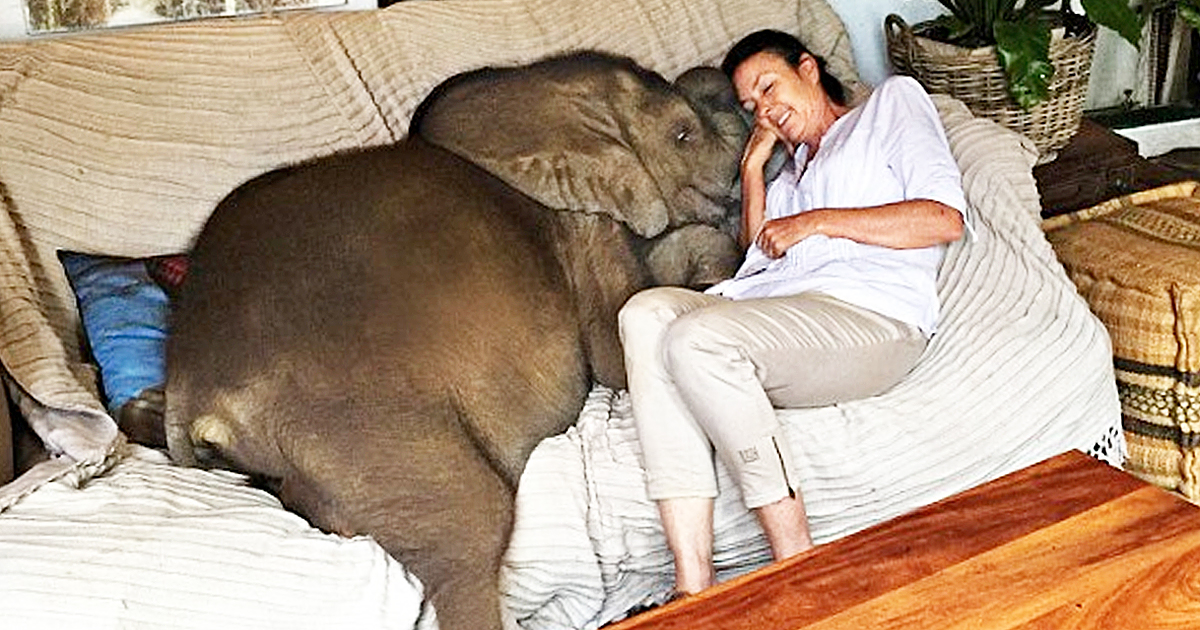 Baby Elephant Loves His Surrogate Human Mom So Much He Won’t Leave Her Side